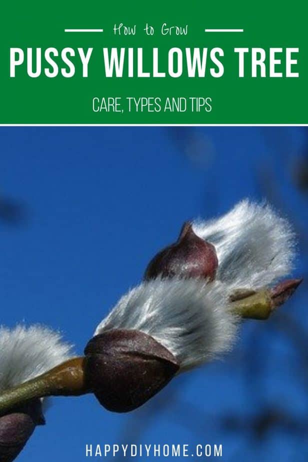 How To Grow Pussy Willows Tree Happy DIY Home