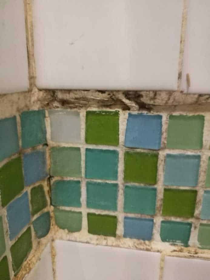 How to Get Rid of Mold in Shower | Happy DIY Home