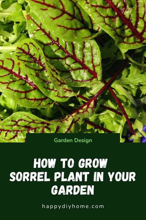 Sortel Plan Sorrel Plant Care - How to Grow Sorrel - Happy DIY Home