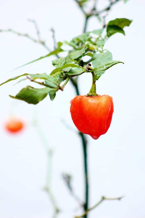 10 Homemade Deer Repellent Recipes to Keep Deer Away Happy DIY Home