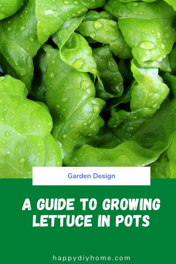 Ultimate Guide to Growing Lettuce in Containers | Happy DIY Home