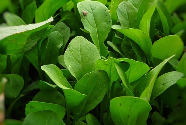 1 Also known as rocket arugula is an easy to grow leafy grean 1 Also known as rocket arugula is an easy to grow leafy grean