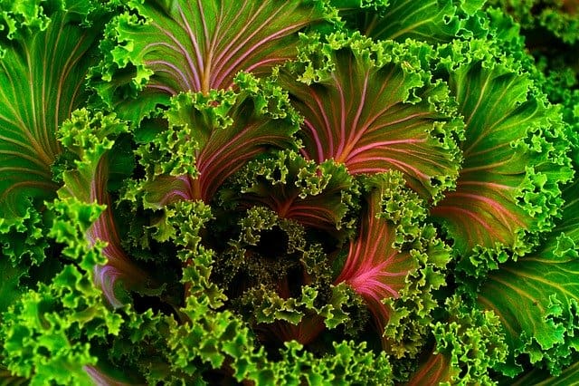 10 A bright colorful plant Kale is an increasingly popular winter crop 10 A bright colorful plant Kale is an increasingly popular winter crop
