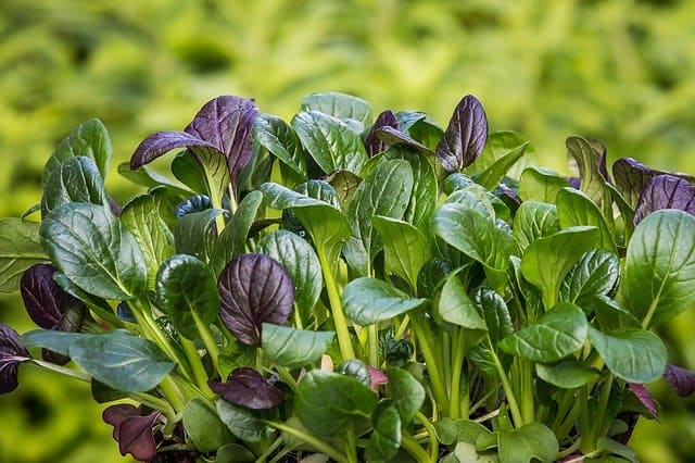 12 Like many of the crops suggested here this is an easy to grow plant 12 Like many of the crops suggested here this is an easy to grow plant