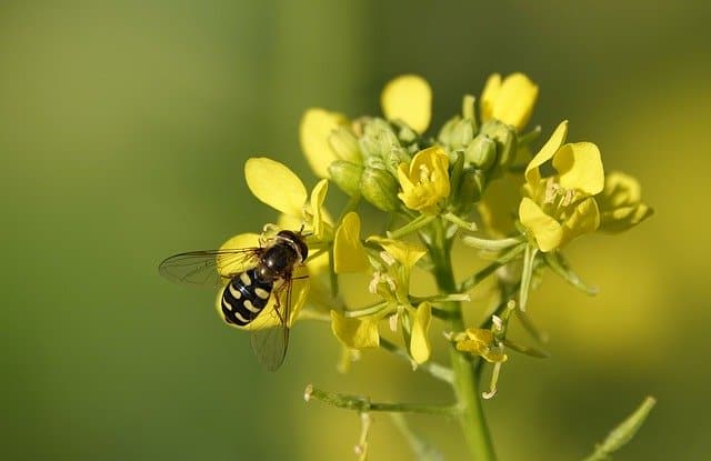 13 Allowing mustard plants to set flowers will attract bees and other pollinators to your garden 13 Allowing mustard plants to set flowers will attract bees and other pollinators to your garden