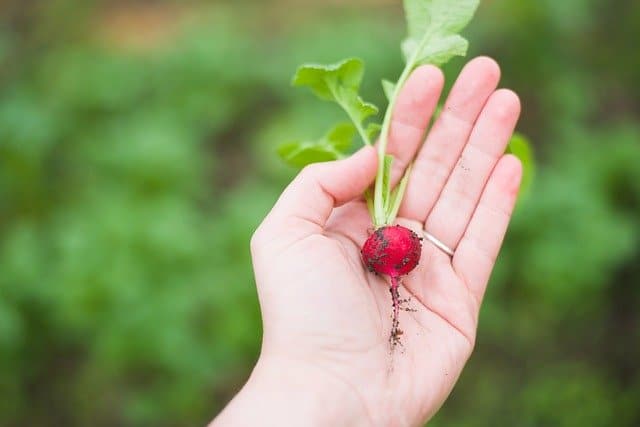 15 Despite their diminuitive size radishes are a pleasingly easy crop to grow 15 Despite their diminuitive size radishes are a pleasingly easy crop to grow