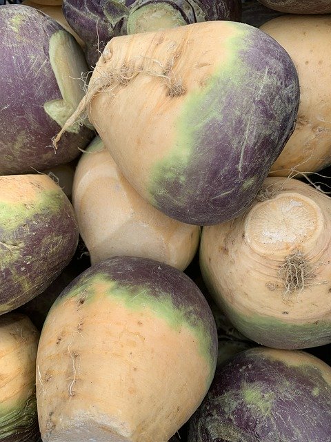 16 Often grouped together swedes are larger than turnips 16 Often grouped together swedes are larger than turnips