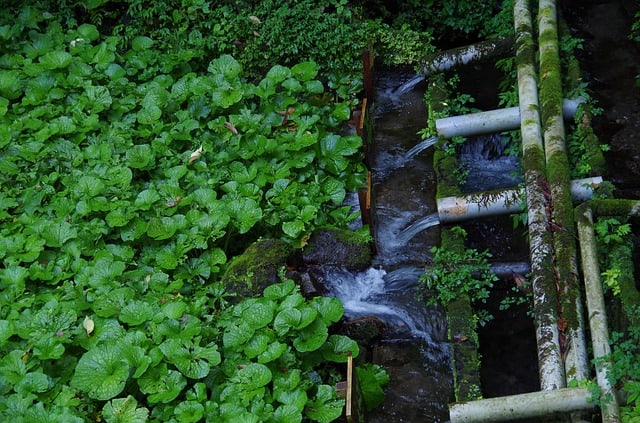 17 Wasabi is one of the most difficult on our cruciferous vegetables list to grow 17 Wasabi is one of the most difficult on our cruciferous vegetables list to grow