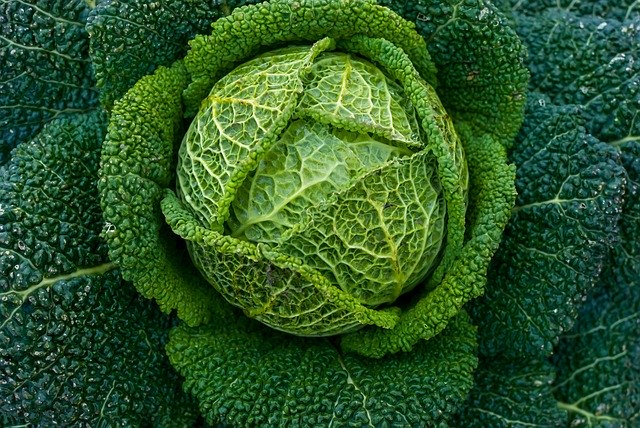 4 Easy to grow the range on offer means that cabages are a staple of the vegetable garden 4 Easy to grow the range on offer means that cabages are a staple of the vegetable garden