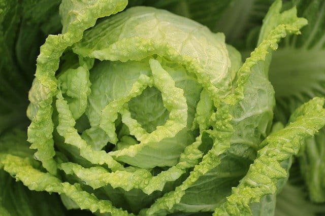6 There are three main varieties of chinese cabbage 6 There are three main varieties of chinese cabbage