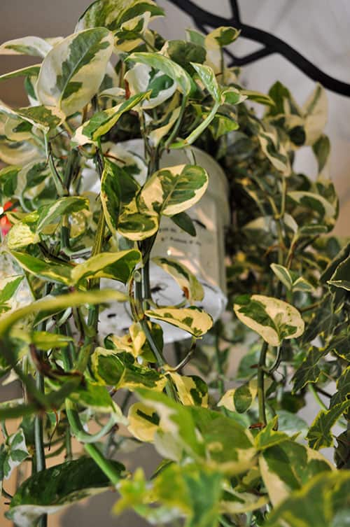 How to Grow Pothos Plants Plant Care Guide Happy DIY Home