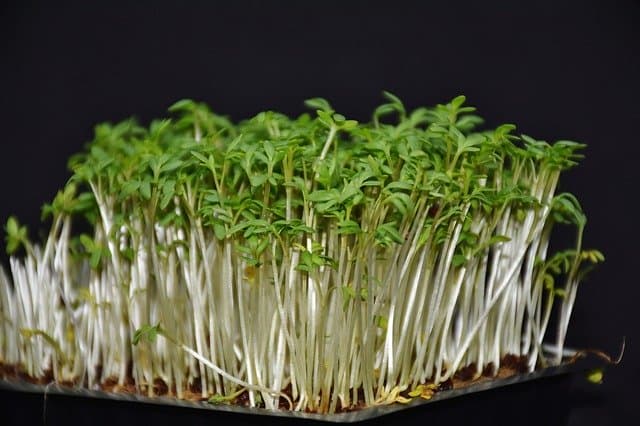 8 Quick and easy to grow cress is commonly the first plant grown by young children 8 Quick and easy to grow cress is commonly the first plant grown by young children