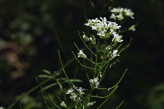 9 The delicate flowers of the horseradish plant 9 The delicate flowers of the horseradish plant