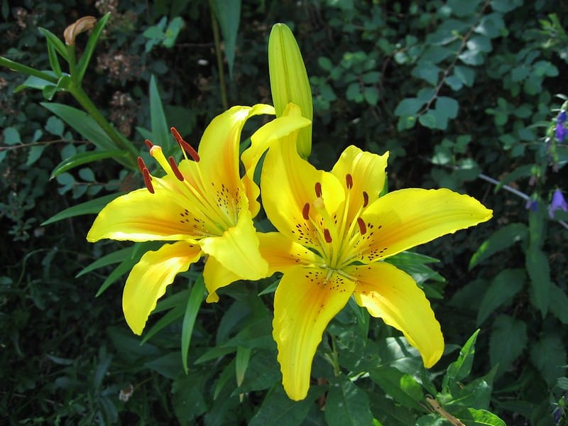 24 Stunning Lily Varieties to Add to Your Landscape Design Happy DIY Home