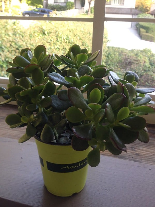 20 Different Types of Jade Plants The Current Times