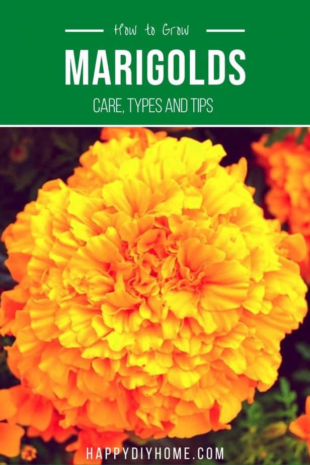 How to Grow and Care for Marigolds Happy DIY Home