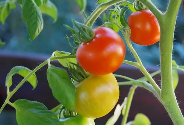 1 Pruning keeps plants healthy 1 Pruning keeps plants healthy
