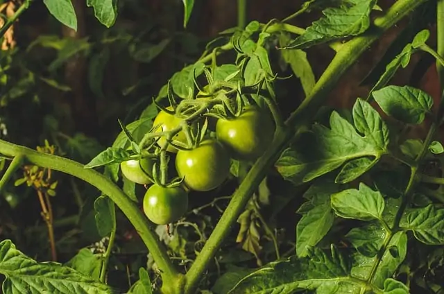 2 Only prune indeterminate varieties 2 Only prune indeterminate varieties