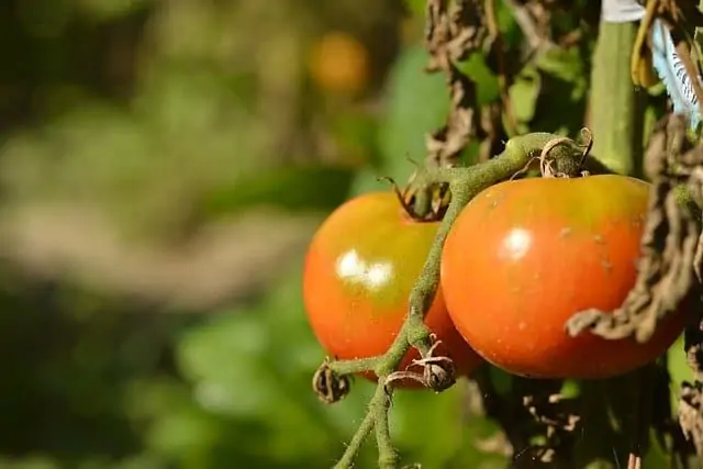 4 Topping encourages fruit to mature 4 Topping encourages fruit to mature