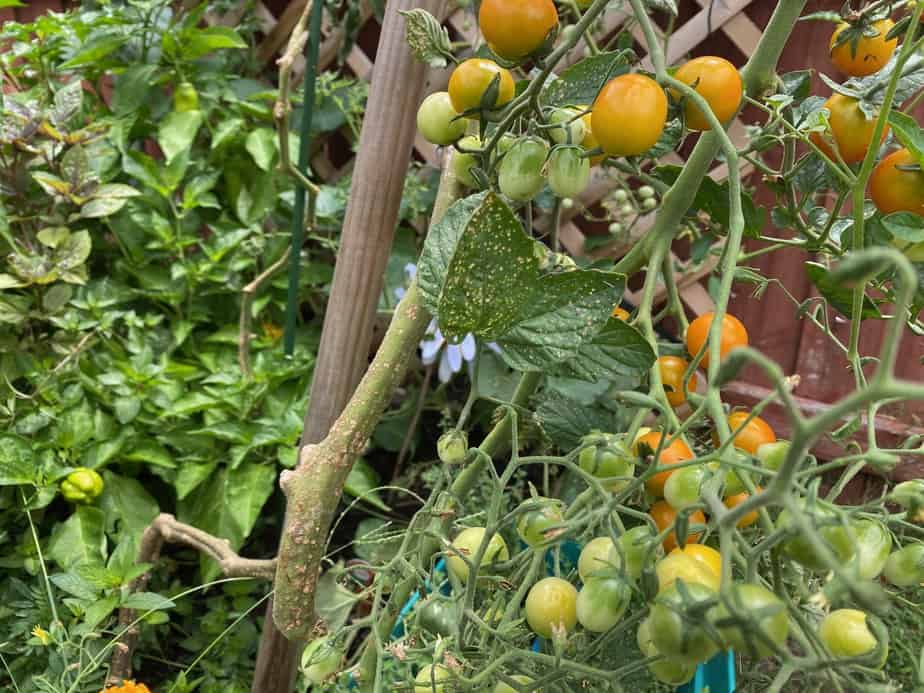 Picture of How to Prevent, Identify, and Treat Tomato Diseases | Happy DIY Home