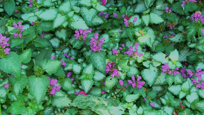 1 Purple Ground Covers 1 Purple Ground Covers
