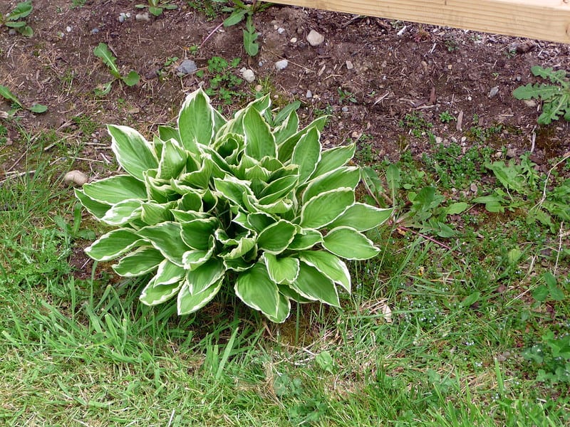 11 Hosta 11 Hosta