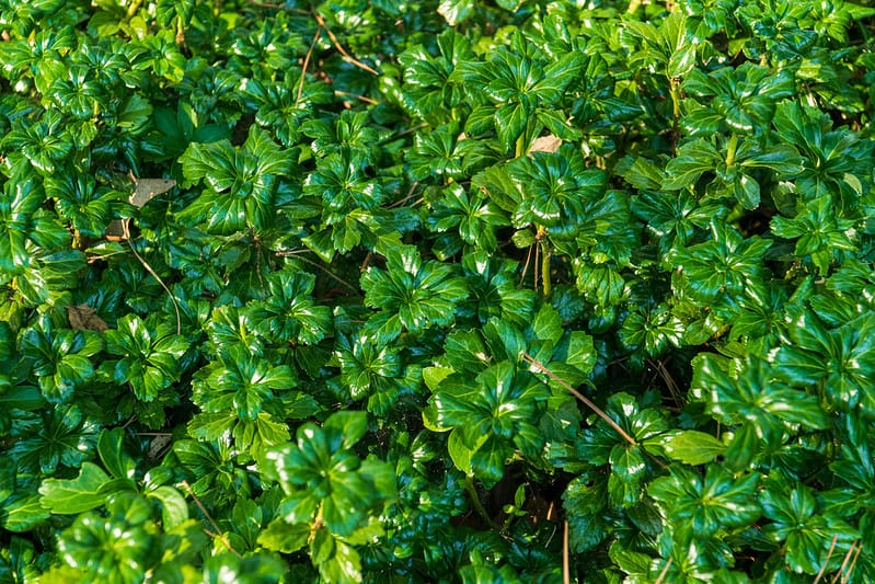 12 Japanese Pachysandra 12 Japanese Pachysandra