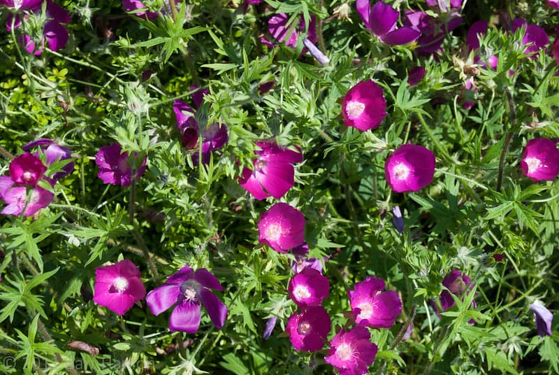 14 Purple Poppy Mallow 14 Purple Poppy Mallow