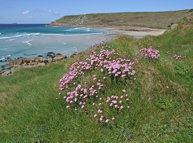16 Sea Thrift 16 Sea Thrift