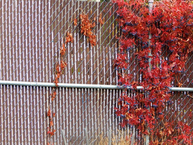 17 Virginia Creeper 17 Virginia Creeper