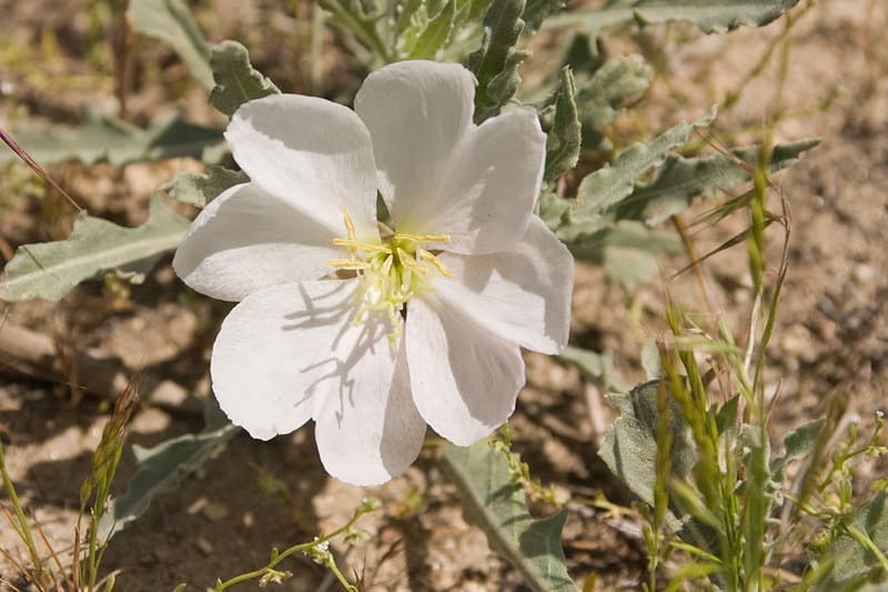 18 White Evening Primrose 18 White Evening Primrose