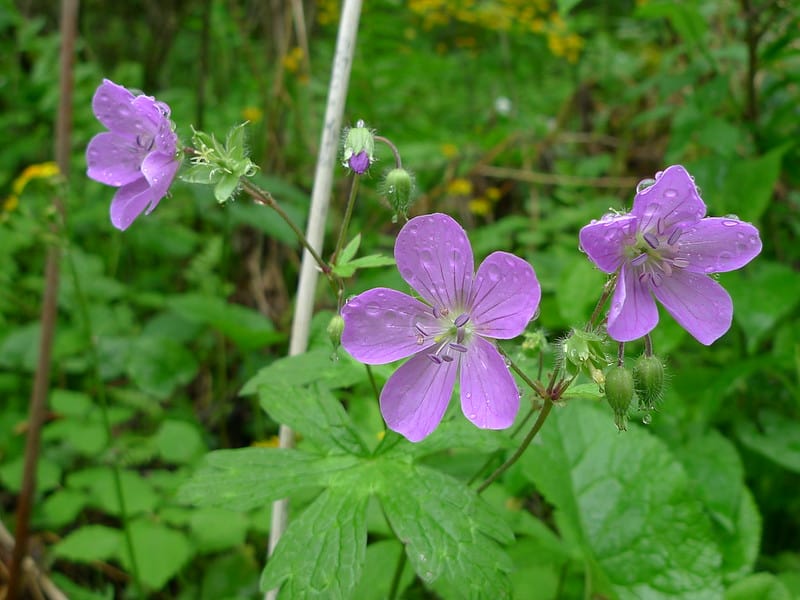 19 Wild Geranium 19 Wild Geranium