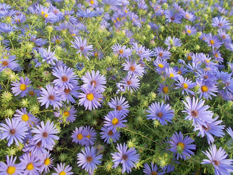 2 Aromatic Aster 2 Aromatic Aster