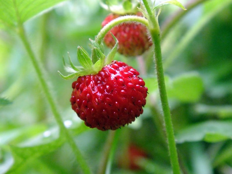22 Wild Strawberry 22 Wild Strawberry