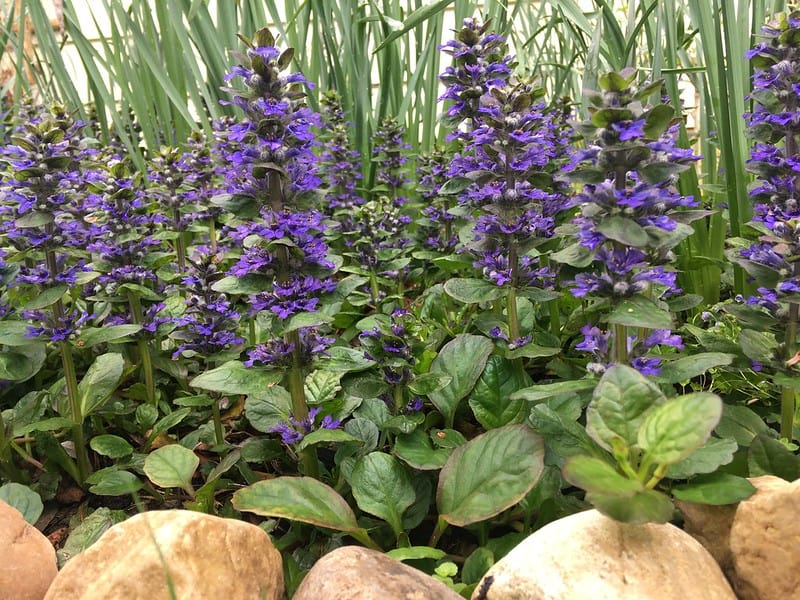 3 Bugleweed 3 Bugleweed