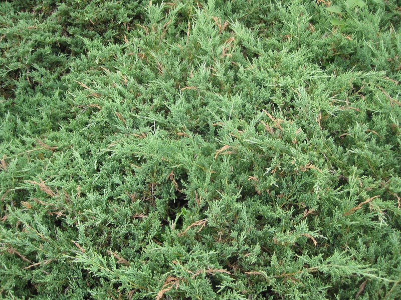 6 Creeping Juniper 6 Creeping Juniper