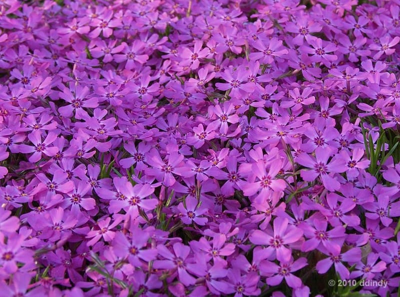 7 Creeping Phlox 7 Creeping Phlox