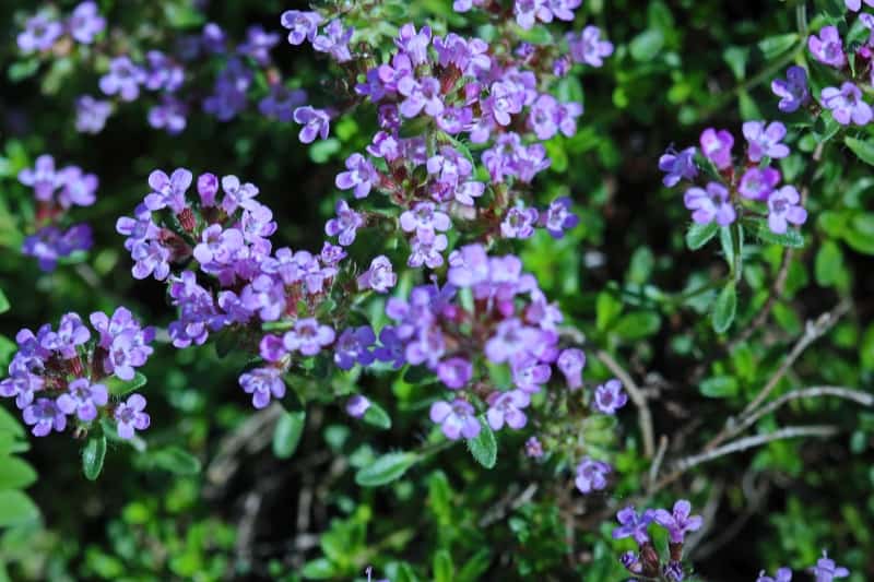 8 Creeping Thyme 8 Creeping Thyme