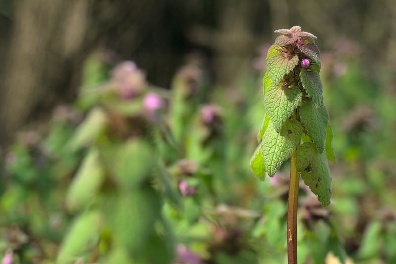 9 Deadnettle 9 Deadnettle