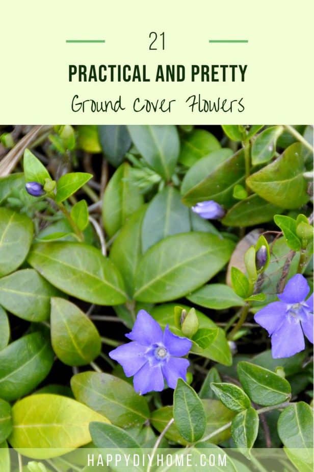 Ground Cover Flowers 1 Ground Cover Flowers 1