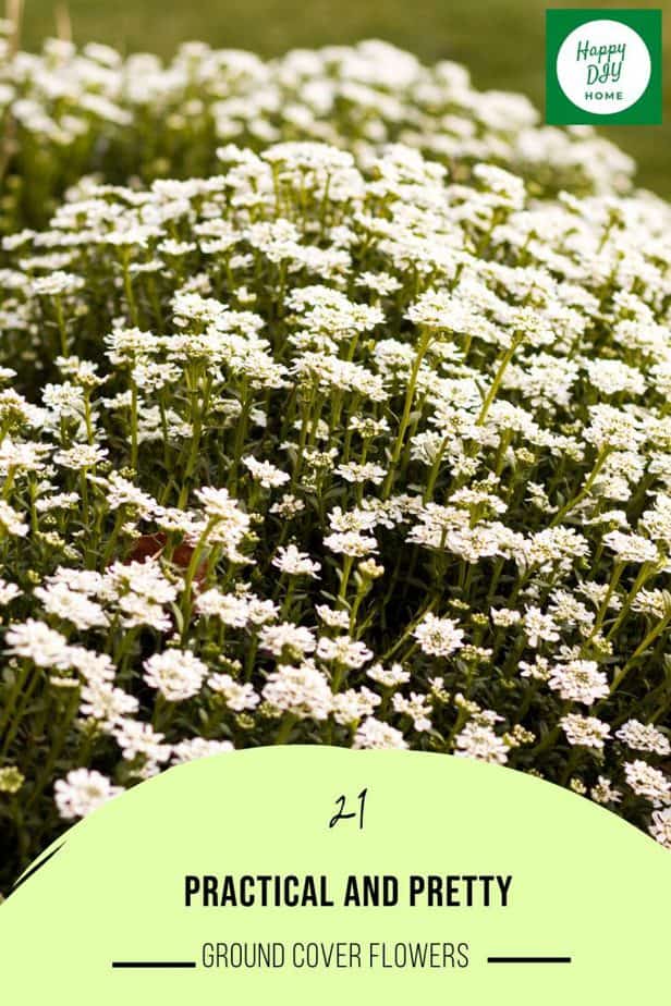 Ground Cover Flowers 2 Ground Cover Flowers 2