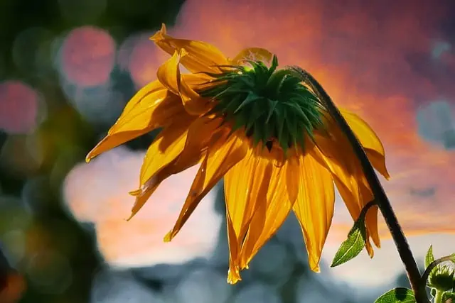 7 Fertilizer revives wilting flowers 7 Fertilizer revives wilting flowers